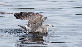 Amerikagråmåke, American herring gull (Skinsnes, Mandal)