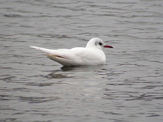 Hettemåke, Black-headed Gull (Sjøbadet, Moss)