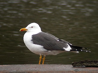 Sildemåke, Lesser Black-backed Gull (Stokken, Hvaler)
