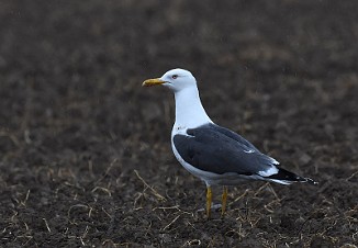 Sildemåke, Lesser Black-Backed Gull (Onsøy)