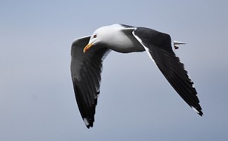 Sildemåke, Lesser Black-Backed Gull (Saltholmen, Råde)