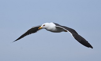 Sildemåke, Lesser Black-Backed Gull (Saltholmen, Råde)