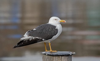 Sildemåke, Lesser Black-Backed Gull (Glomma, Fredrikstad)
