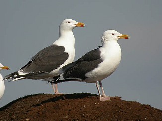 Svartbak, Greater Black-backed Gull (Øra, Fredrikstad)