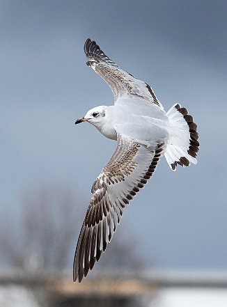 Svartehavsmåke, Mediterranean Gull (Hamar) Svartehavsmåke, Mediterranean Gull (Hamar)