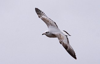 Svartehavsmåke, Mediterranean Gull (Hamar)
