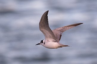 Svartterne, Black Tern (Borhaug, Lista)