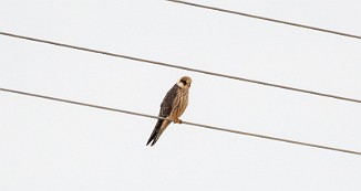 Aftenfalk, Red-footed Falcon (Hæra, Indre Østfold)