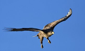 Havørn, White-tailed Eagle (Svolvær, Lofoten)