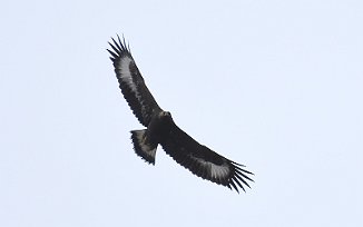 Kongeørn, Golden Eagle (Utnehaugen, Onsøy)