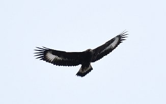 Kongeørn, Golden Eagle (Utnehaugen, Onsøy)
