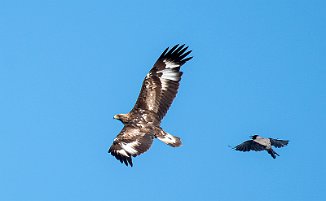 Kongeørn, Golden Eagle (Matningsdal, Egersund)