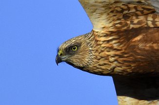 Sivhauk, Marsh Harrier (Onsøy)