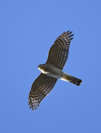 Spurvehauk, Eurasian Sparrowhawk (Vikerkilen, Hvaler)