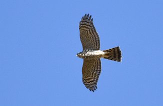 Eurasian Sparrowhawk (Utnehaugen, Onsøy)