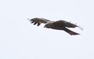 Svartglente, Black Kite (Ängelholm, Sverige)