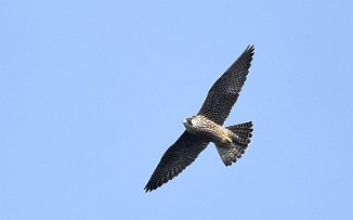 Vandrefalk, Peregrine Falcon (Utnehaugen, Onsøy)