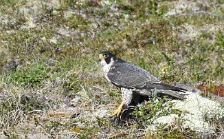 Vandrefalk, Peregrine Falcon (Orkelsjøen, Oppdal)