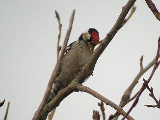 Dvergspett, Lesser Spotted Woodpecker (Akerøya, Hvaler)