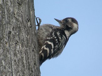 Dvergspett, Lesser Spotted Woodpecker (Kurefjorden, Rygge)