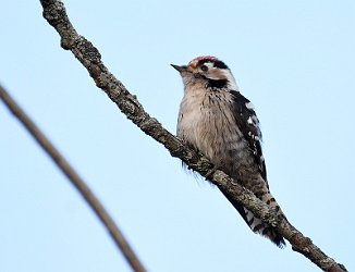 Dvergspett, Lesser Spotted Woodpecker (Ørebekk, Fredrikstad)