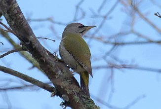 Gråspett, Grey-headed Woodpecker (Torsnes, Fredrikstad)
