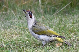 Grønnspett, Green Woodpecker (Sarpebakke, Råde)