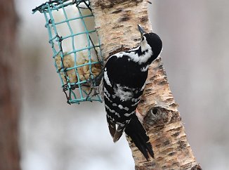 Hvitryggspett, White-backed Woodpecker (Hemne)