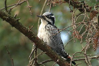 Tretåspett, Three-toed Woodpecker (Alby-Jeløy, Moss)