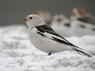 Snøspurv, Snow Bunting (Brøttem, Klæbu)