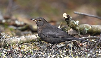 Svarttrost, Common Blackbird (Utnehaugen, Onsøy)