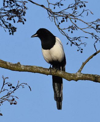 Skjære, Eurasian magpie (Isegran, Fredrikstad)