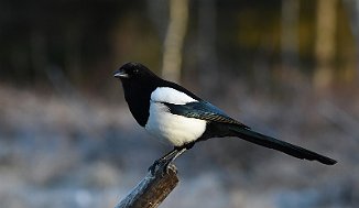 Skjære, Eurasian magpie (Utnehaugen, Onsøy)