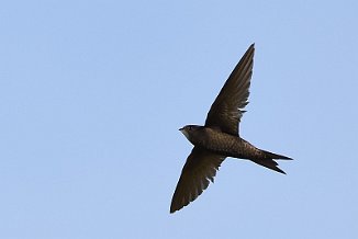 Tårnseiler, Common Swift (Utnehaugen, Onsøy)