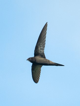 Tårnseiler, Common Swift (Utnehaugen, Onsøy)