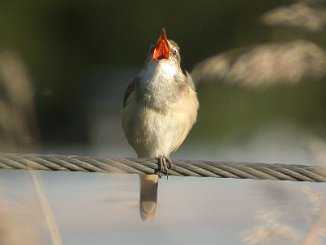 Trostesanger, Great Red Warbler (Herøya, Porsgrunn)