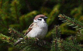 Pilfink, Eurasian Tree Sparrow (Frosta)
