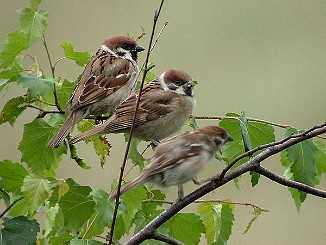 Pilfink, Eurasian Tree Sparrow (Sandebukta) File name :DSCN0838.JPG
