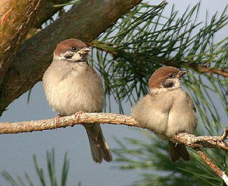 Pilfink, Eurasian Tree Sparrow (Sandebukta)