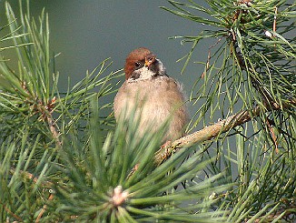 Pilfink, Eurasian Tree Sparrow (Sandebukta) File name :DSCN0890.JPG