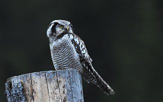Haukugle, Nothern Hawk Owl (Elverum)