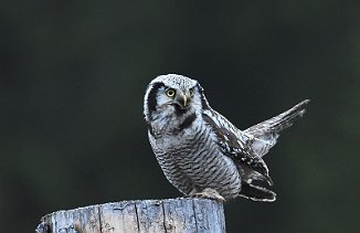 Haukugle, Nothern Hawk Owl (Elverum)