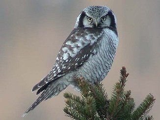 Haukugle, Northern Hawk Owl (Formofoss, Grong)