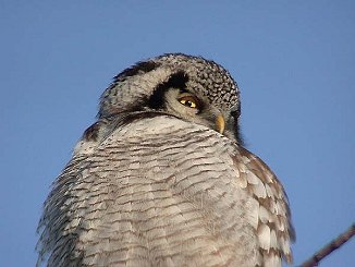 Haukugle, Nothern Hawk Owl (Lierne)