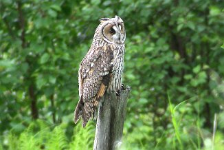 Hornugle, Long-eared Owl (Grunnfarnes, Torsken)