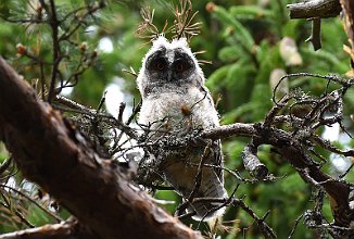 Hornugle, Long-Eared Owl (Elingård, Onsøy)