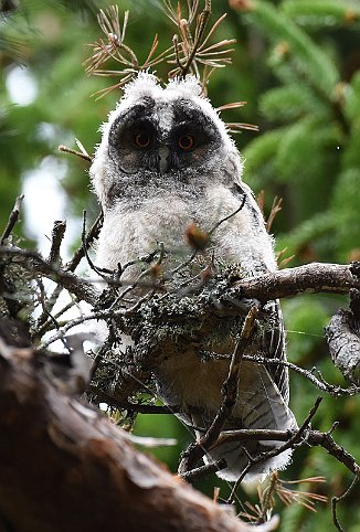 Hornugle, Long-Eared Owl (Elingård, Onsøy)