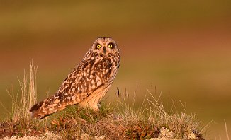 Jordugle, Short-eared Owl (Orkelsjøen, Oppdal)
