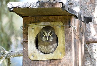 Perleugle, Tengmalm`s Owl (Elverum)