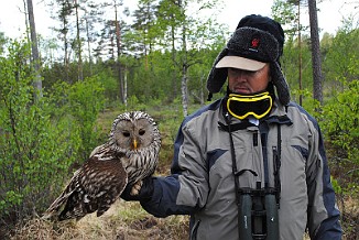 Slagugle, Ural Owl (Eastern Norway)